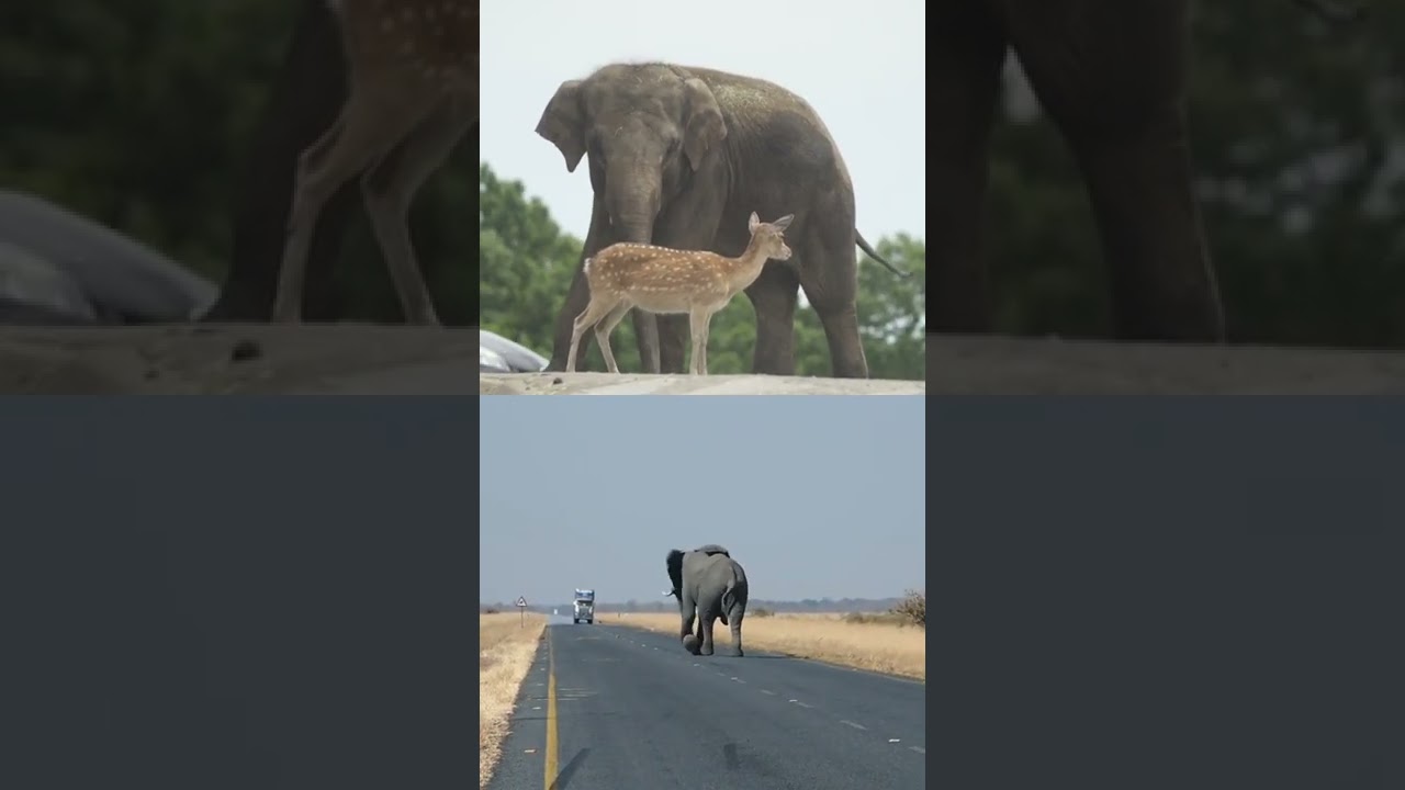 big elephant 🐘 on the road 🛣️ very danger scene 😂😜
