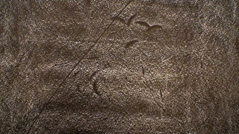 Dust Breeding (Sarah Vanagt, 2013)