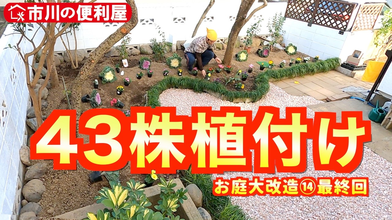【43株植付け＆続ホワイト案件】お庭大改造⑭最終回🏘️砂利200kg撒き💮葉牡丹地植え🌴カポック植替え🏺ペンキ塗り🏠️千葉県市川市の便利屋！各作業料一覧、お問い合わせ先は概要欄をご覧下さい！