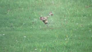 Shooting Prairie Dogs