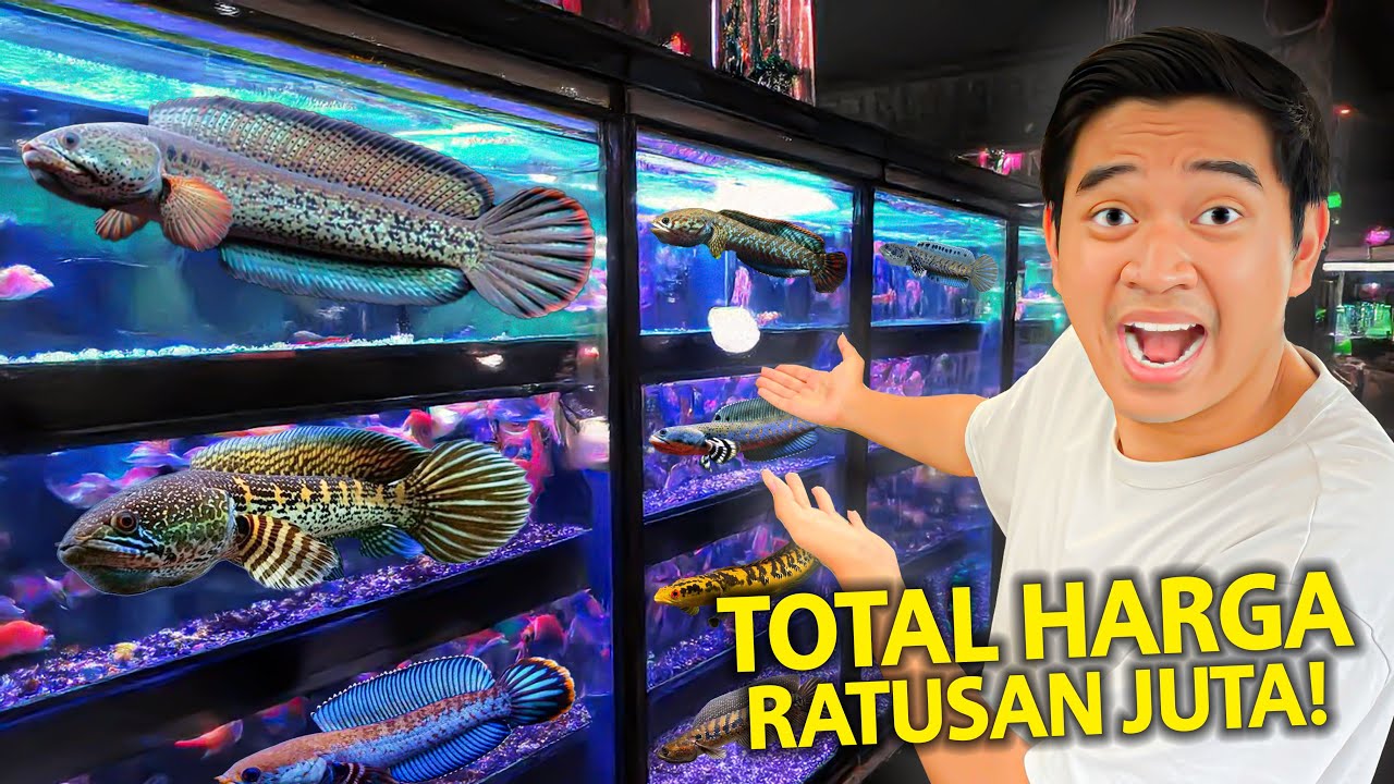 TOTAL HARGA RATUSAN JUTA IKAN CHANNA JUARA DISINI! PIALANYA 150 BUAH! BANYAK BANGET!