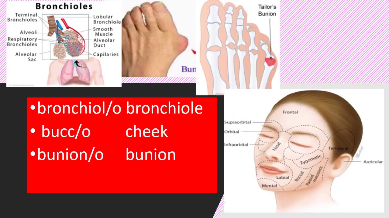 MEDICAL  TERMS  -   B