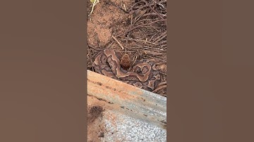 Stunning aberrant cottonmouth !  #snakes #herping #reptiles