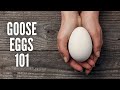 Goose eggs 101  everything you should know