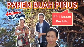 BUAH PINUS 1 JUTAAN PER KILO