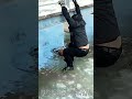 얼어붙은 강에 빠진 강아지 구조 작전 #animal #hero #rescue #dog #safety