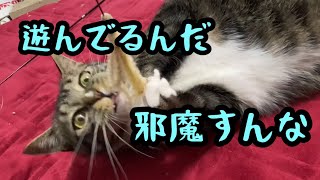 ニュー猫じゃらしで飽きるまで遊んでみた by うみとそら 40 views 1 year ago 4 minutes, 46 seconds