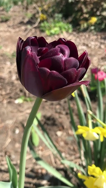 Тюльпан Том Анкл - YouTube