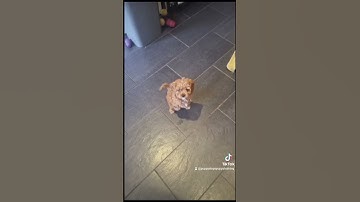 Trained puppy,  training an 8 week old Cavapoo. #trainedpuppy