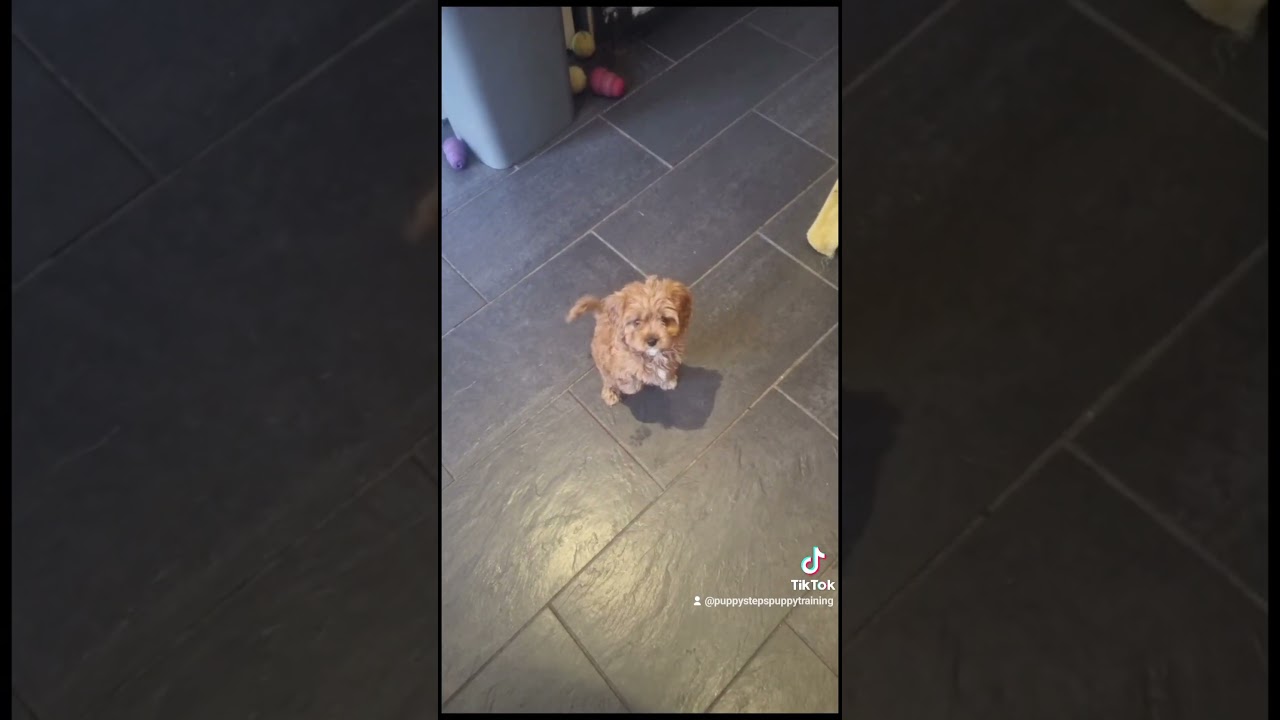 Trained puppy,  training an 8 week old Cavapoo. #trainedpuppy