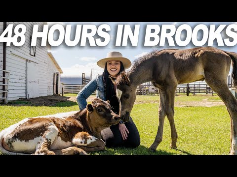 48 Hours in Brooks Region... It Will Surprise You! (Itinerary)