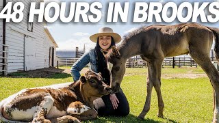 48 Hours in Brooks Region... It Will Surprise You! (Itinerary) by Kurtis & Chelsey 4,829 views 1 year ago 4 minutes, 8 seconds