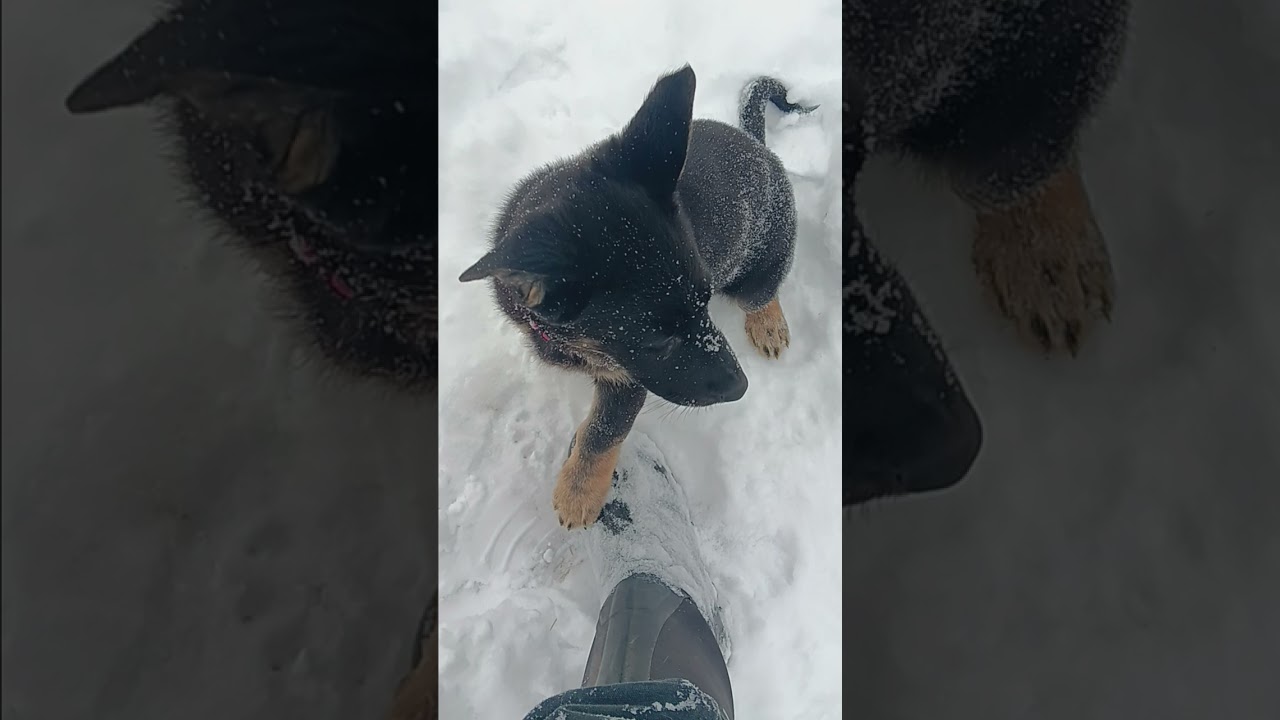 Lucille Dasiey & Loki Pup Winter romp & chomp Jan 22nd 2025