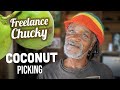 Picking Coconut Jelly at @Freelance Chucky's Yard! 🥥🇯🇲🌴