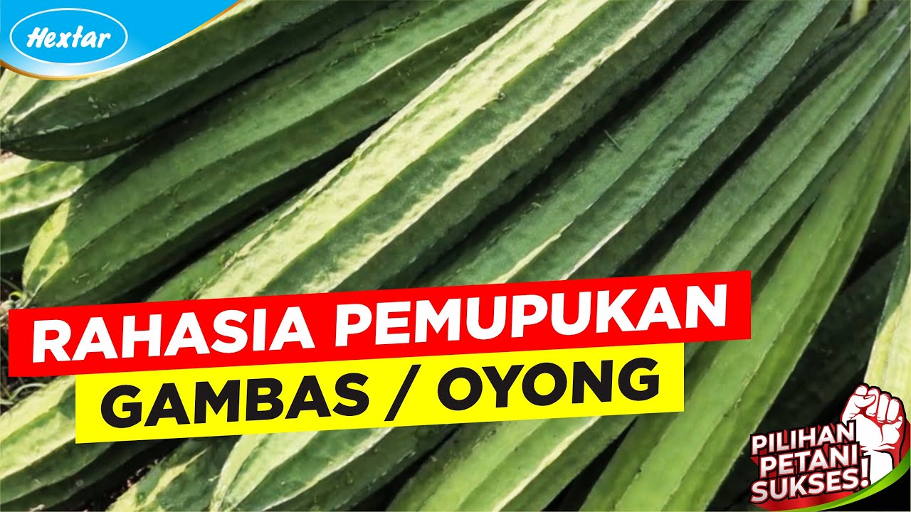 Cara Pupuk Gambas Cara Pupuk Gambas