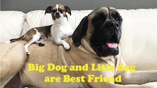 Big Dog Loves Playing With Little Chihuahua  😍| The Koala