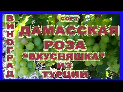 Сорт винограда Дамасская Роза. Вкусняшка из Турции. 2018