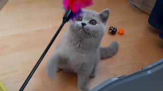 Nyssa of Outstanding Cats, 3 months old lilac tortie British Shorthair