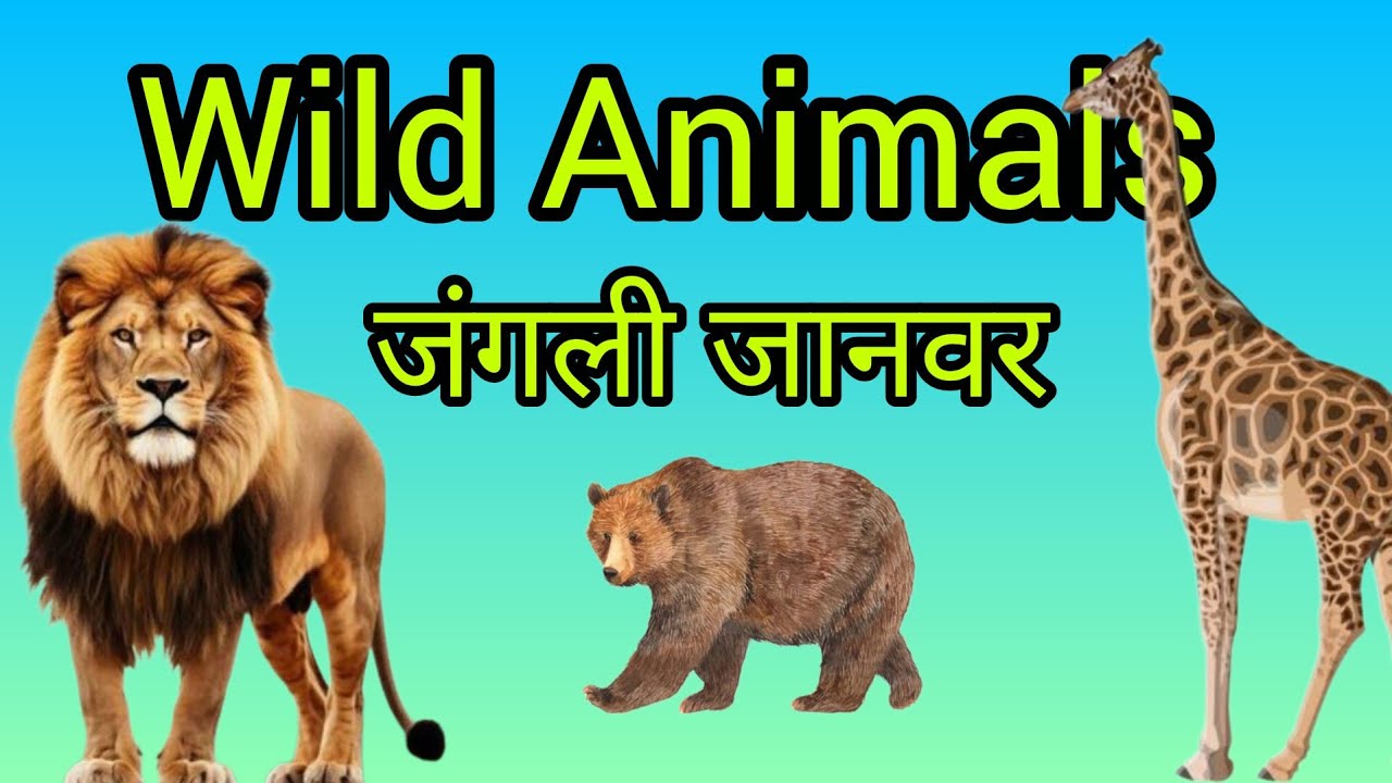 Wild Animals | जंगली जानवर  | जंगल में रहने वाले जानवर| Animals........