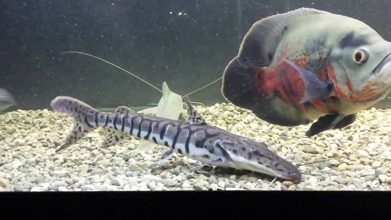 shovelnose catfish care