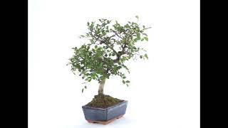 Video: Zelkova parvifolia. Bonsai 6 years. Japanese Elm