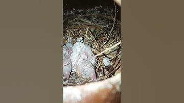 Java baby #java #progress #newvideo #parrot #viral #cutebaby #vlogs #bread #snow #subscribers