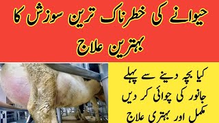 Best treatment of swollen udder II Udder edema in cattle II ddr.Muzzammil Hassan