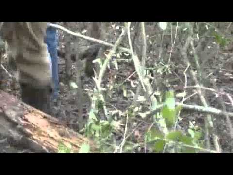 Wild Vines Trophy Hunts: Episode One "The Listed H...