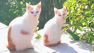 [MIRAVISION EDITION SPECIALE CHATS] -  EP3