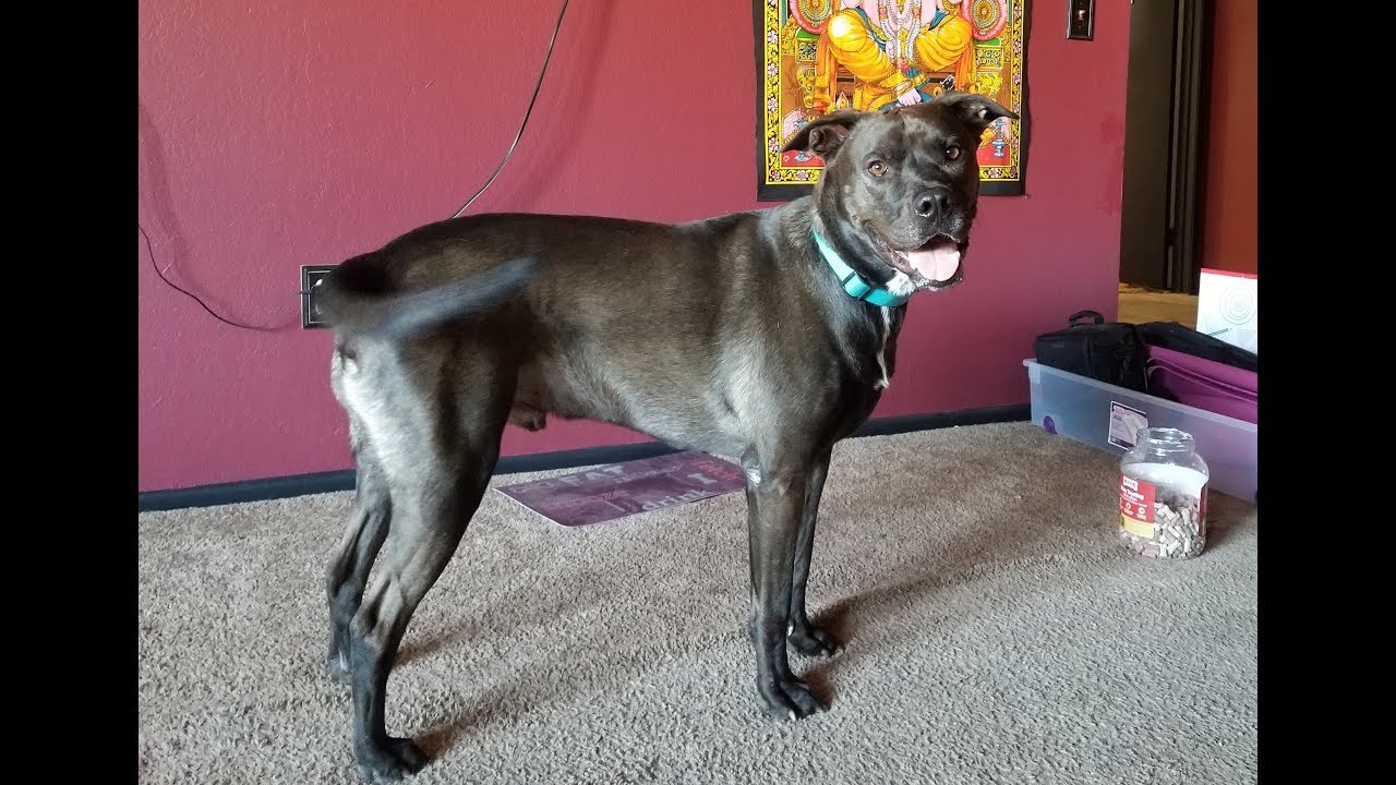 How to Stop Doggie Door Dashing