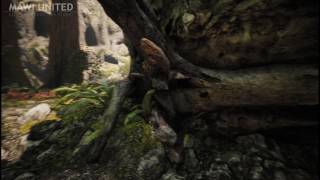 MAWI RedwoodForest WIP 0002