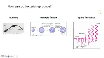 Bacterial Cell Cycle