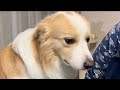 耳掃除が嫌過ぎて耳をぺたんこに閉じて拒否する犬がコチラ【ボーダーコリー】
