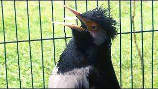 Masteran Jalak Suren Isian Kreasi Gacor Full Isian Tembakan Mewah Tengkek Buto mantap