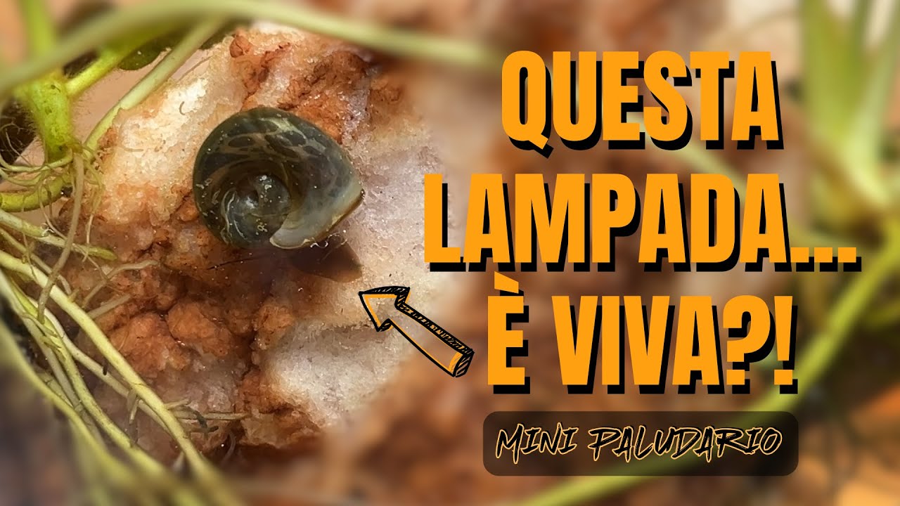 Ho costruito un laghetto da tavolo (con piccoli abitanti)