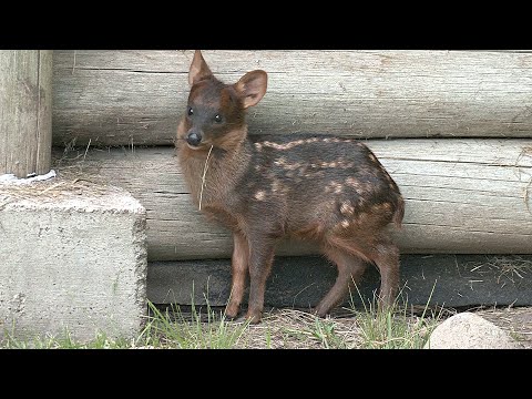 Редкий пуду родился в аргентинском зоопарке
