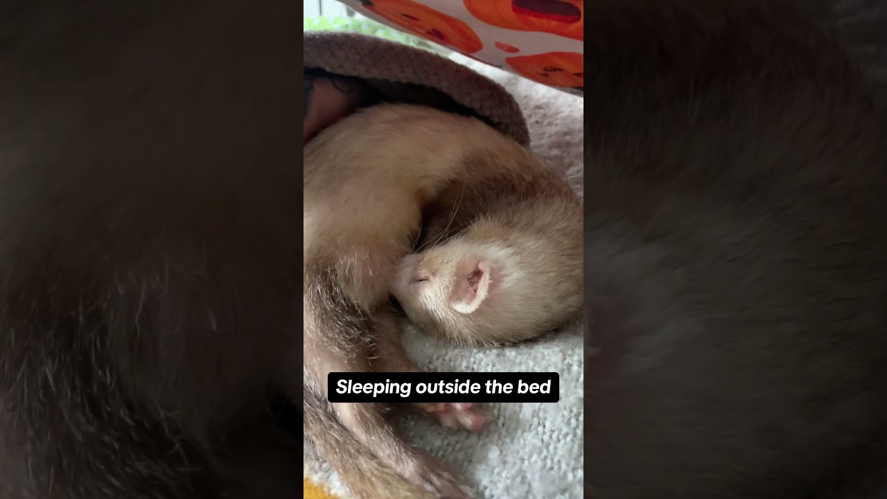 #ferrets