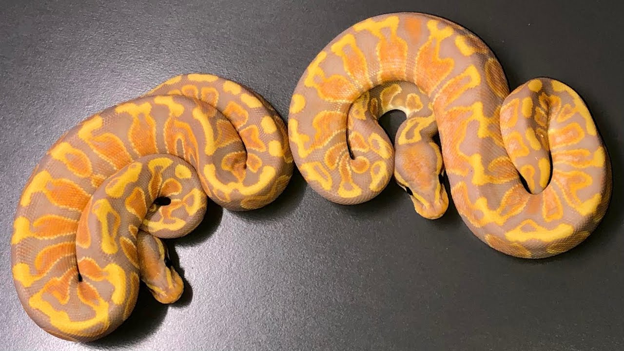 Hatch Individual Introduction] GHI Banana OD Clutch [Ball Python