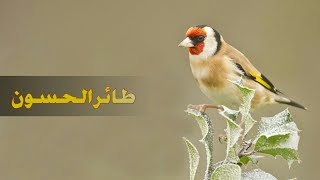 أصوات طائر الحسون screenshot 4