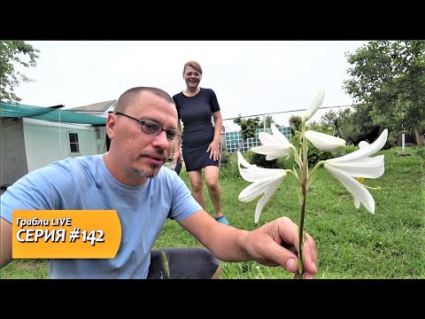 Грабли лайф влоги. Грабли лайф. Грабли лайф дзен. Грабли лайф последние выпуски на Дзене. Грабли Live фото.