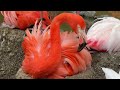 ベニイロフラミンゴヒナ誕生 A baby American flamingo has hatched!