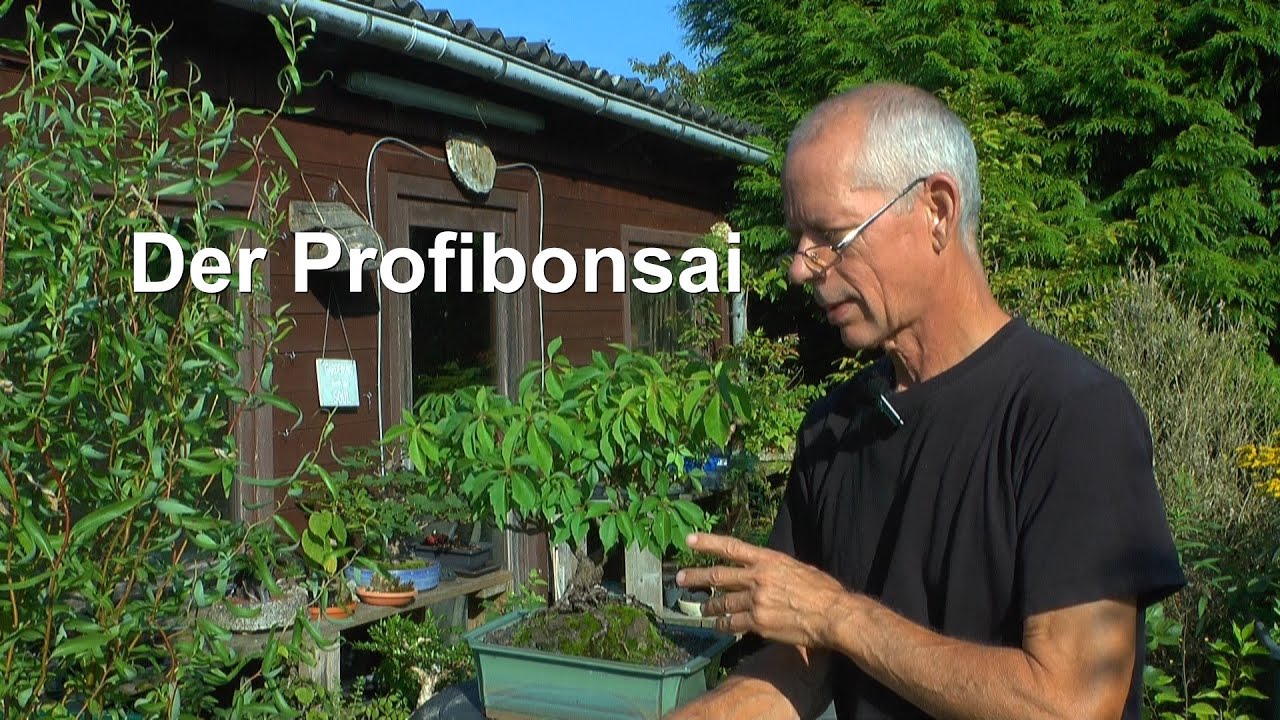 bonsai pomegranate tree Dwarf Pomegranate Bonsai main image 1