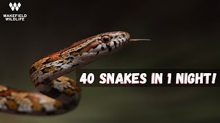 40 Snakes While Night Herping in South Florida!