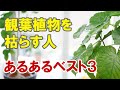 観葉植物を枯らす人　あるあるベスト３