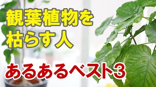 観葉植物を枯らす人　あるあるベスト３