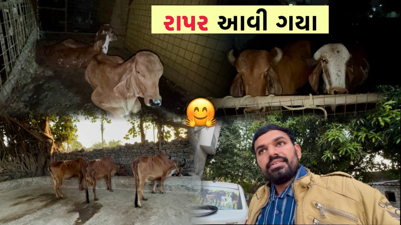 ૧૦ દિવસ વતન માં ફર્યા બાદ ફરી આવી ગયા “રાપર”🤗 | સીધા આવ્યા ગૌશાળાએ😇