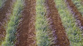 La lavanda di Capani