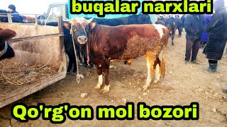 Romitan Qo'rg'on mol bozoridan buqalar narxlari 1/12/2022