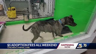 Cincinnati Animal Care lowers adoption fees to only $5 this weekend
