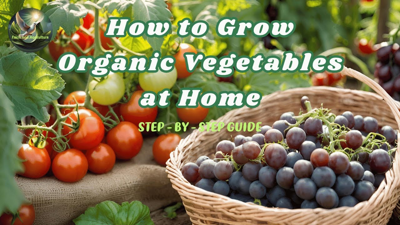 How to Grow Organic Vegetables at Home - Step by Step - Guide! - YouTube